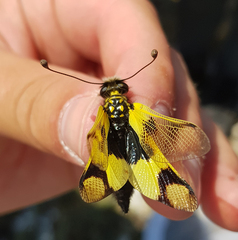 Libelloides macaronius