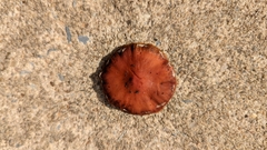 Leratiomyces ceres