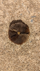Leratiomyces ceres