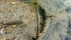 Gobius niger