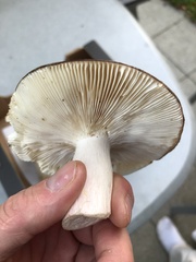 Lactarius deterrimus