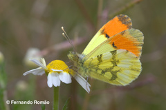 Anthocharis euphenoides