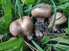 Scleroderma verrucosum