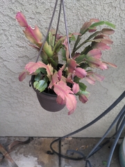 Schlumbergera truncata