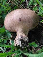 Scleroderma verrucosum