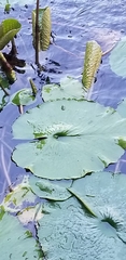 Nymphaea elegans