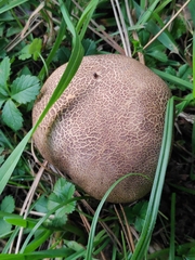 Scleroderma verrucosum