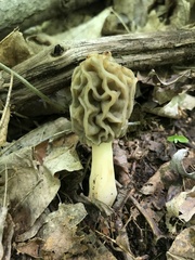 Morchella americana
