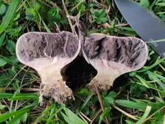 Scleroderma verrucosum