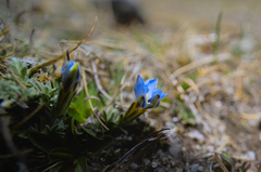Gentiana sedifolia
