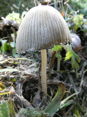 Coprinopsis atramentaria