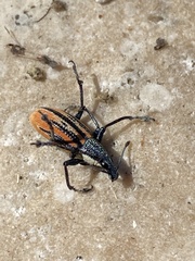 Diaprepes abbreviatus