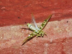 Pseudocreobotra ocellata