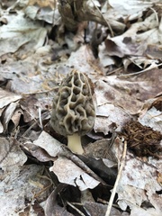 Morchella americana