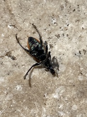 Diaprepes abbreviatus