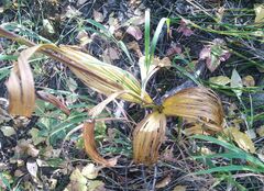 Veratrum nigrum