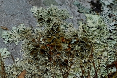 Xanthoparmelia plittii