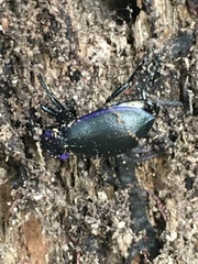 Carabus problematicus