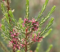 Passerina obtusifolia