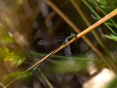 Lestes virens