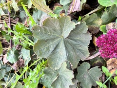 Alchemilla