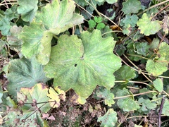 Alchemilla
