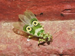 Pseudocreobotra ocellata