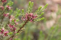 Passerina obtusifolia