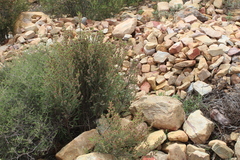 Passerina obtusifolia