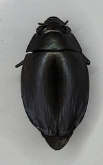 Dineutus
