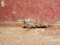 Amorphoscelidae