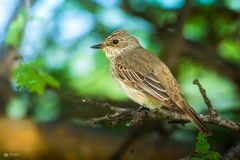 Muscicapa striata