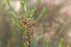 Passerina obtusifolia
