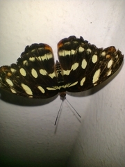 Catonephele acontius