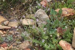 Chaenostoma caeruleum