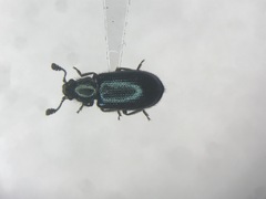 Necrobia violacea