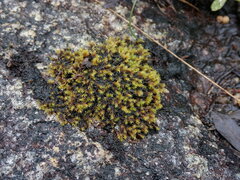 Racomitrium heterostichum