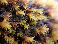 Racomitrium heterostichum