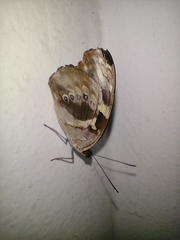 Catonephele acontius