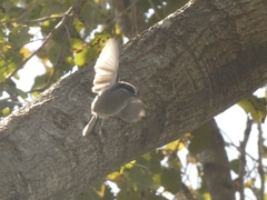 Polioptila dumicola