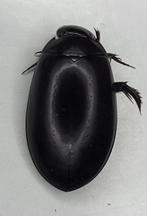 Rhantus atricolor