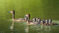 Dendrocygna javanica