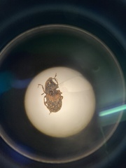 Piesocorynus mixtus