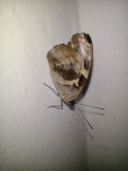 Catonephele acontius