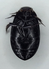 Rhantus atricolor