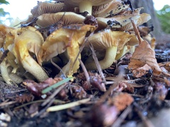 Pholiota spumosa