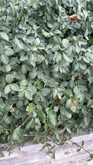 Trachelospermum asiaticum