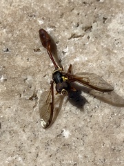 Salpingogaster punctifrons