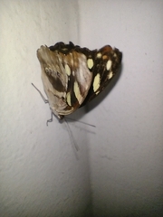 Catonephele acontius