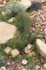 Passerina obtusifolia